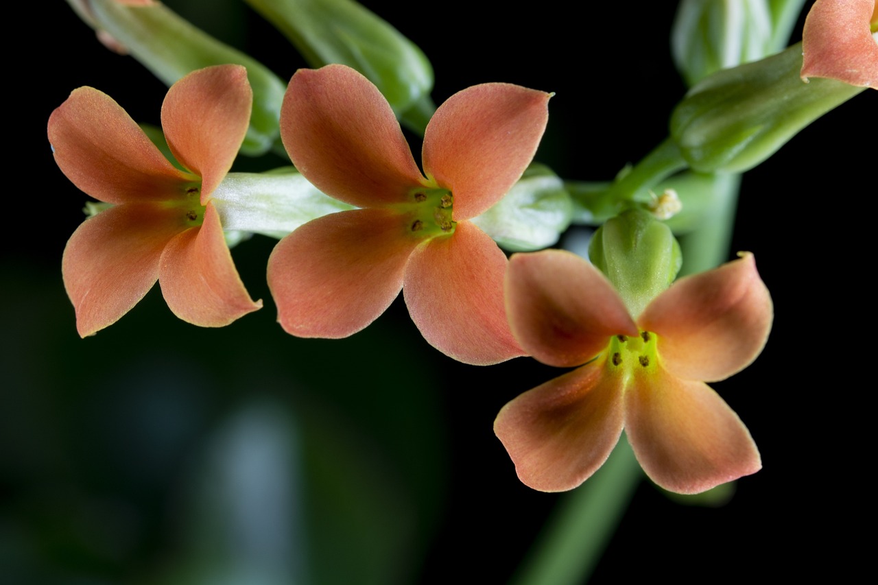 室內(nèi)花卉綠植盆栽，寓意美好，裝點(diǎn)生活