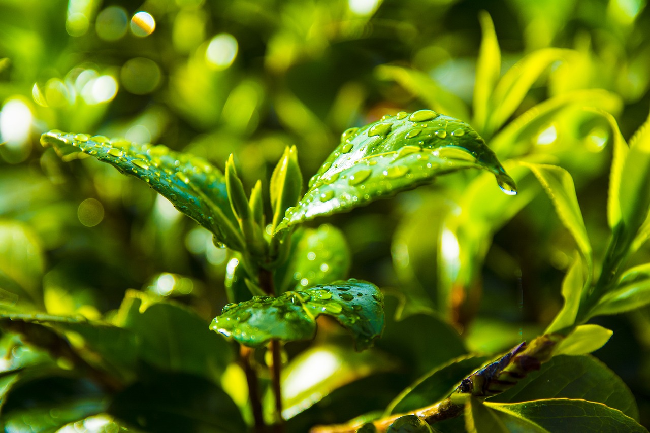 室外吊籃綠植盆栽，美化環(huán)境與生活的綠色藝術(shù)