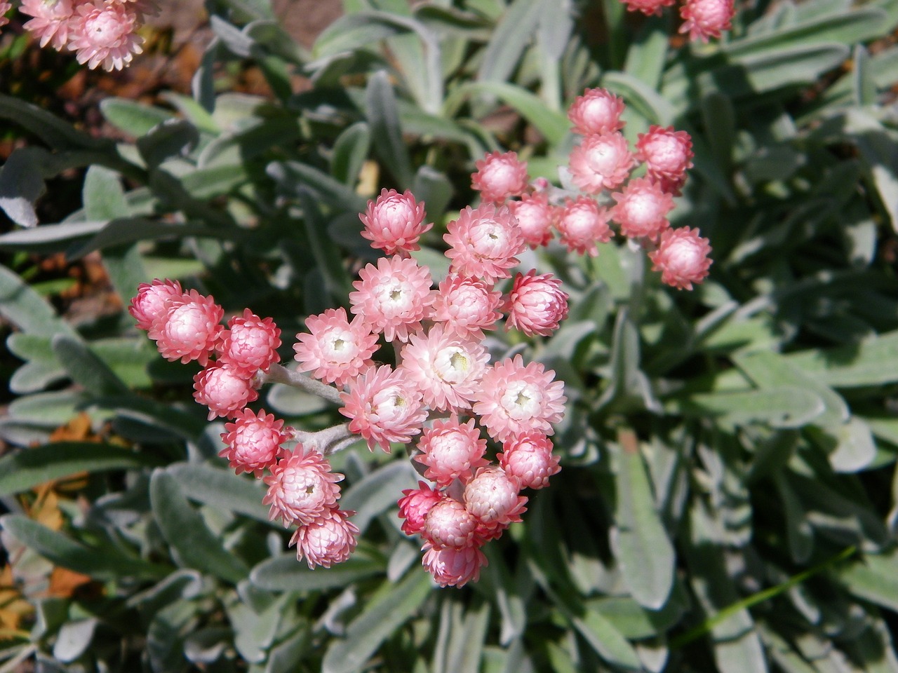 室內(nèi)水培綠植盆栽花卉的魅力與養(yǎng)護技巧