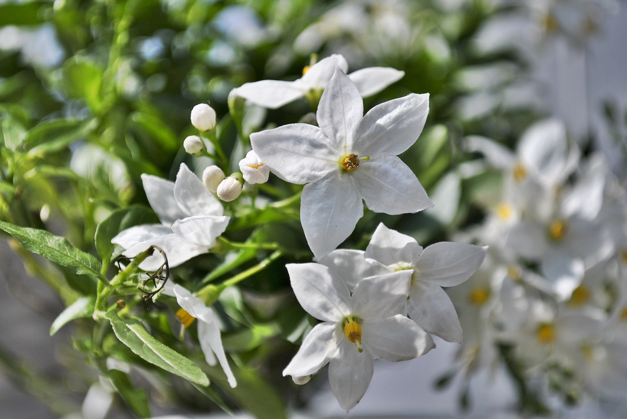 室內花卉綠植盆栽與茉莉花的美妙融合