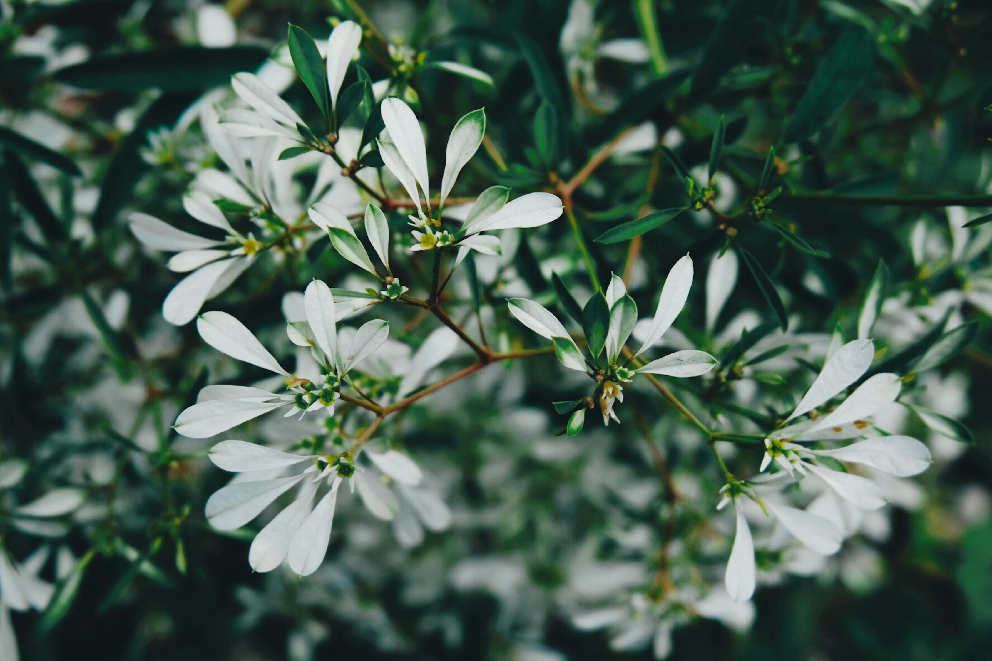 室外綠植盆栽架子，美化環(huán)境與生活的完美結(jié)合