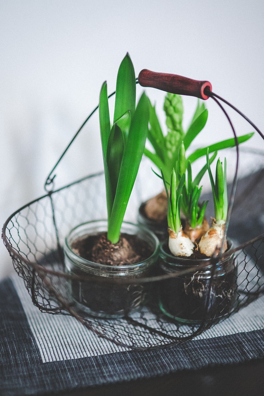 室內(nèi)綠植盆栽移植，打造綠色家居的新篇章