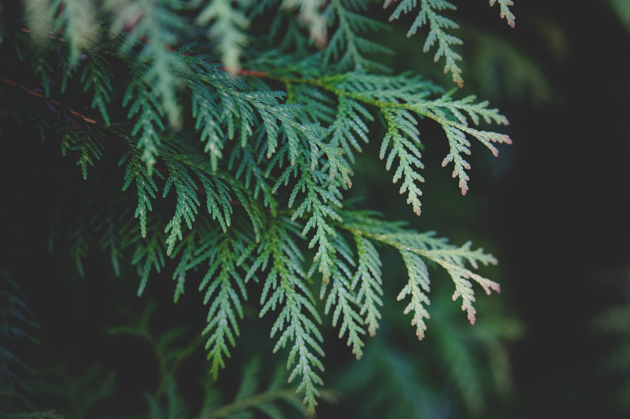 辦公室綠植大盆栽與招財之道