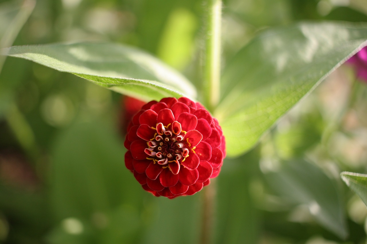 精選分解====洞在清溪何處邊，百花爭(zhēng)艷春常在是什么生肖動(dòng)物|講解詞語(yǔ)解釋釋義高效版240.290